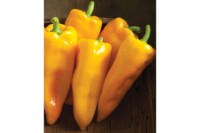 LOCAL PEPPERS ESCAMILLO   '398