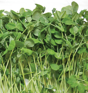LOCAL MICROGREENS PEA SHOOTS RRF