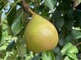 CONVENTIONAL PEAR SUMMERCRISP  '288