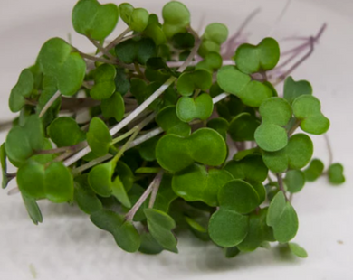 LOCAL MICROGREENS KALE RRF