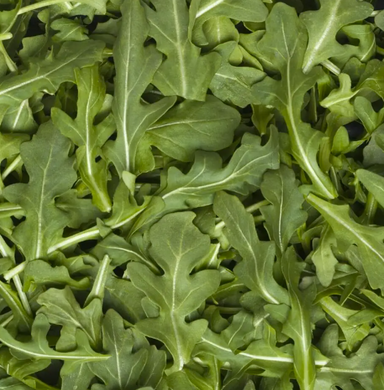 Local ARUGULA 5OZ SWEET SEASON ORG '860013385811