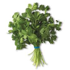 LOCAL CILANTRO  '140