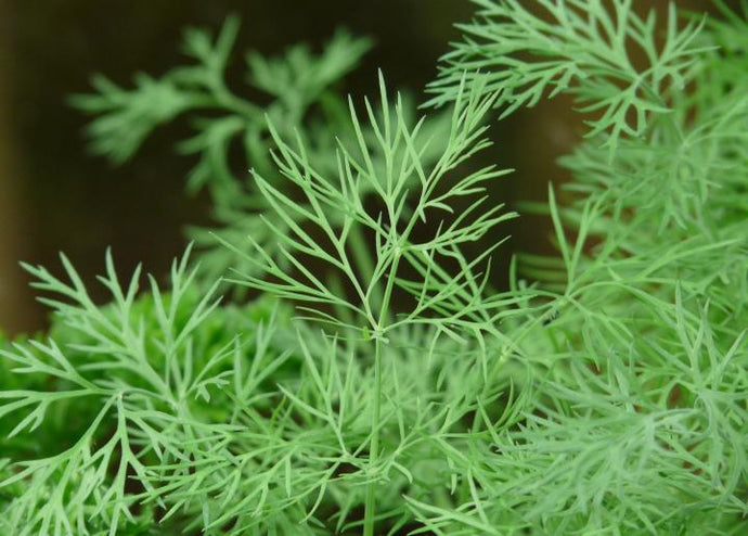 LOCAL HERB POT DILL ROLLING HILLS    '610563151004