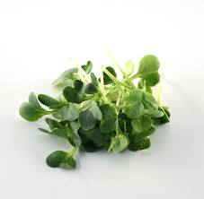 LOCAL MICROGREENS RADISH RRF ORG    '187