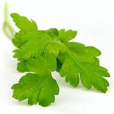 LOCAL PARSLEY FLATLEAF ITALIAN  '172