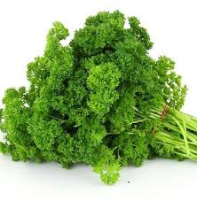 LOCAL PARSLEY CURLY  '171
