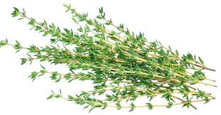 LOCAL HERBS THYME RRF  '534
