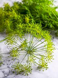 LOCAL DILL HEADS  '265