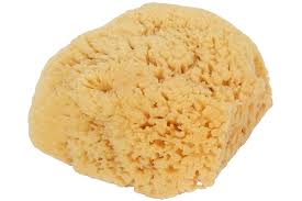 SEA SPONGE BASS  '736473100458
