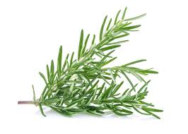 LOCAL HERBS ROSEMARY RRF  '795