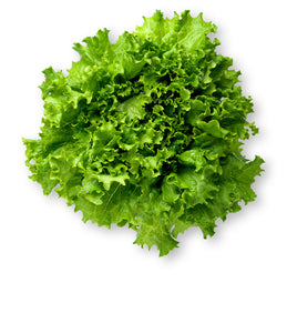 ORGANIC LETTUCE HEAD GREENLEAF   '281