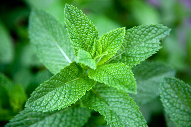 LOCAL HERBS MINT ROLLING HILL  '616983842911