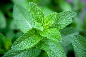 LOCAL HERBS MINT RRF  '798