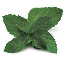 LOCAL HERBS MINT RRF  '798