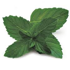 LOCAL HERBS MINT RRF  '798
