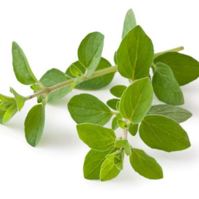 LOCAL HERBS OREGANO ROLLING HILL  '616983842959