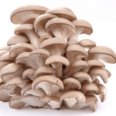 LOCAL MUSHROOMS OYSTER 4OZ   '800339790845