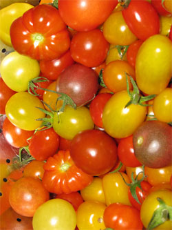 LOCAL  TOMATOES CHERRY RAINBOW MIX BRF    '386