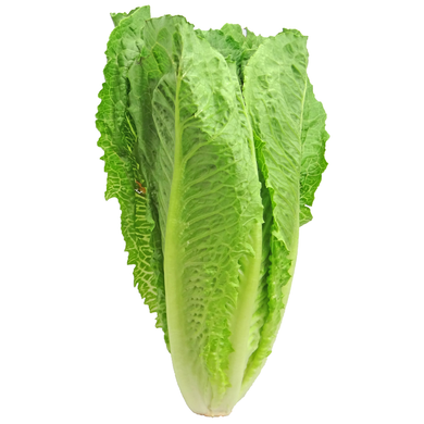 ORGANIC LETTUCE ROMAINE   '357