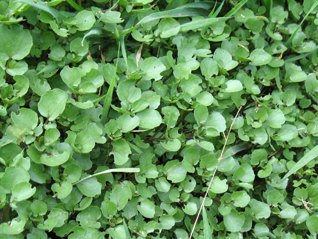 LOCAL WATERCRESS 5OZ ROLLLING HILLS   '045635554382