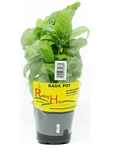 LOCAL HERBS BASIL POTS ROLLING HILLS    '616983842881