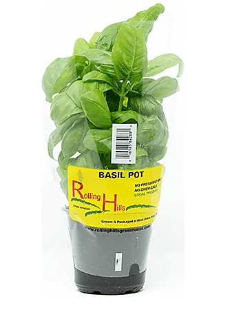 LOCAL HERBS BASIL POTS ROLLING HILLS    '616983842881