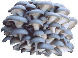 LOCAL MUSHROOMS BLUE OYSTER    '400354000013